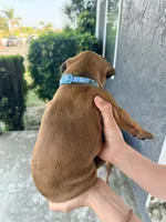 Mimosa, a female Boxer for sale in Hawaiian Gardens, CA – 5 of 6