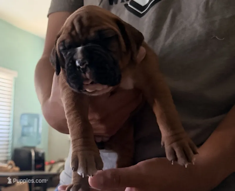 Mariah – Boxer puppy for sale in Hawaiian Gardens, CA