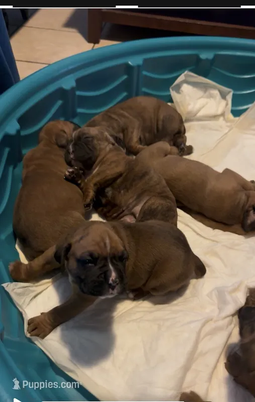 Mariah – Boxer puppy for sale in Hawaiian Gardens, CA