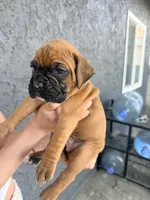 Mimosa, a female Boxer for sale in Hawaiian Gardens, CA – 4 of 6