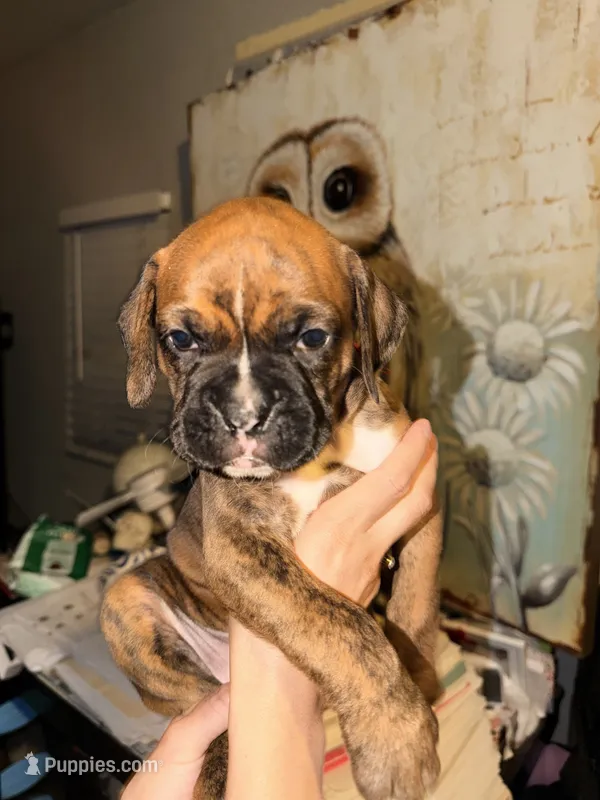 Mariah – Boxer puppy for sale in Long Beach, CA