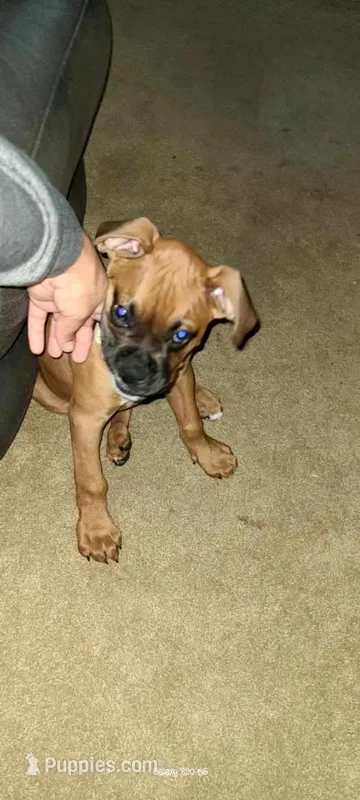 Rambito – Boxer puppy for sale in Hawaiian Gardens, CA