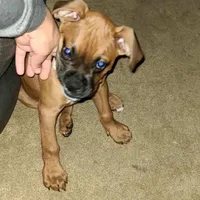 Rambito, a male Boxer for sale in Hawaiian Gardens, CA – 1 of 3