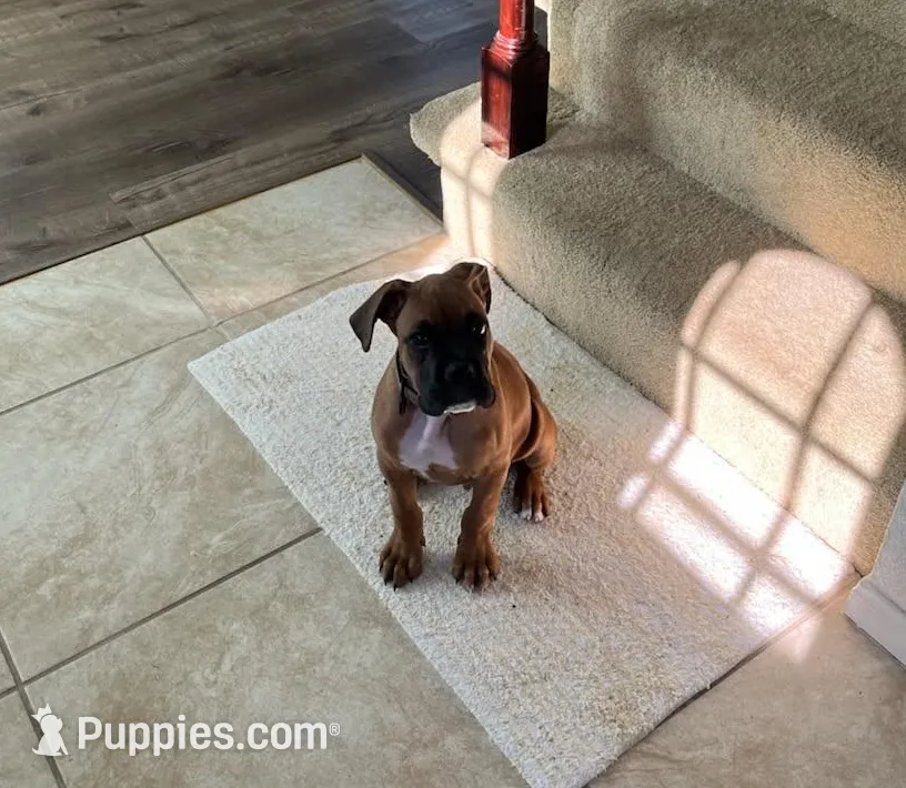 Rambito, a male Boxer for sale in Hawaiian Gardens, CA – 2 of 3
