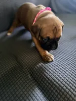 Ramsey, a female Boxer for sale in Hawaiian Gardens, CA – 6 of 8