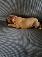 Ramsey, a female Boxer for sale in Hawaiian Gardens, CA – 8 of 8