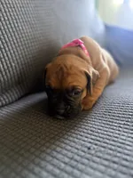 Ramsey, a female Boxer for sale in Hawaiian Gardens, CA – 3 of 8