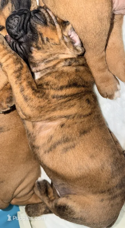 Bumblebee  – Boxer puppy for sale in Hawaiian Gardens, CA
