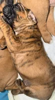 Bumblebee , a female Boxer for sale in Hawaiian Gardens, CA – 1 of 2