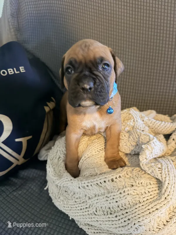 Mimosa – Boxer puppy for sale in Hawaiian Gardens, CA
