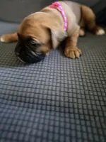 Ramsey, a female Boxer for sale in Hawaiian Gardens, CA – 4 of 8