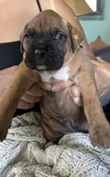 Diesel, a male Boxer for sale in Hawaiian Gardens, CA – 1 of 5