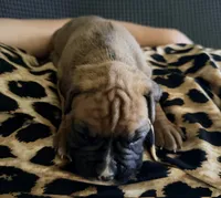 Mariah, a female Boxer for sale in Long Beach, CA – 3 of 3