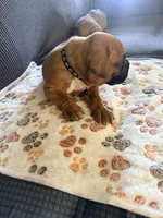 Denzel, a male Boxer for sale in Hawaiian Gardens, CA – 5 of 5