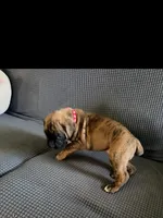 Bumblebee , a female Boxer for sale in Long Beach, CA – 4 of 4