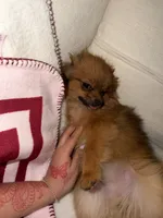 Kaya, a female Pomeranian for sale in San Francisco, CA – 6 of 6