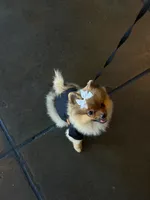 Kaya, a female Pomeranian for sale in San Francisco, CA – 3 of 6