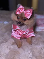 Kaya, a female Pomeranian for sale in San Francisco, CA – 2 of 6
