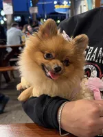Kaya, a female Pomeranian for sale in San Francisco, CA – 5 of 6