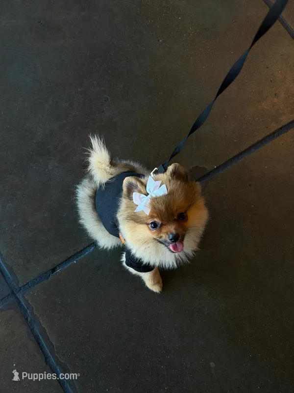 Kaya – Pomeranian puppy for sale in San Francisco, CA