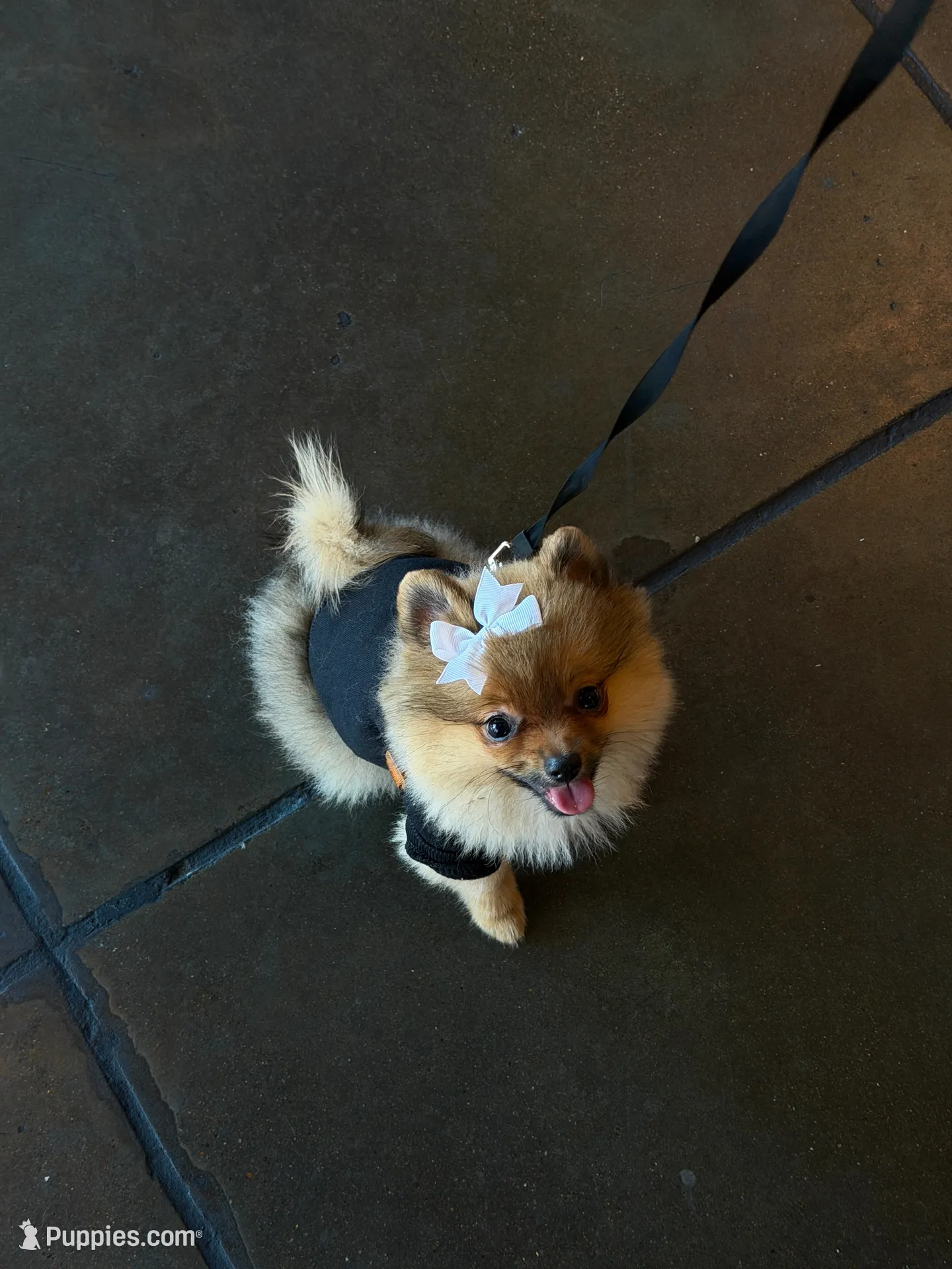 Kaya, a female Pomeranian for sale in San Francisco, CA – 1 of 6