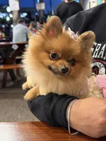 Kaya, a female Pomeranian for sale in San Francisco, CA – 4 of 6