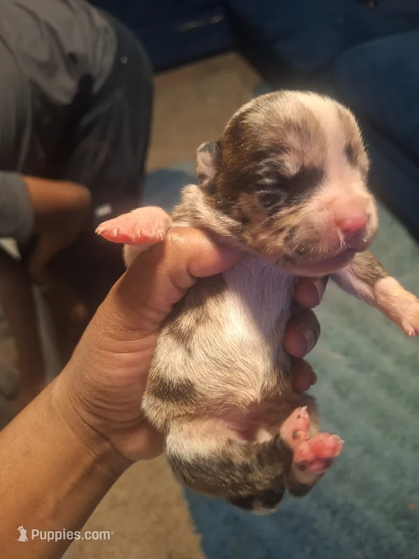 Merle – American Bully puppy for sale in Carroll, OH