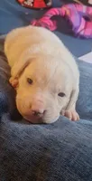 Son, a male Golden Retriever for sale in Carroll, OH – 2 of 4