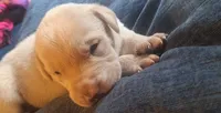 Son, a male Golden Retriever for sale in Carroll, OH – 4 of 4