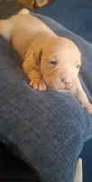 Son, a male Golden Retriever for sale in Carroll, OH – 1 of 4