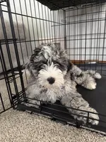 Leo, a male Miniature Bernedoodle for sale in Cleveland, OH – Photo 5 of 7