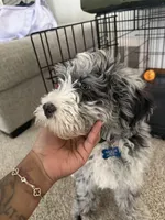 Leo, a male Miniature Bernedoodle for sale in Cleveland, OH – Photo 4 of 7