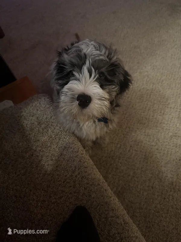 Leo – Miniature Bernedoodle puppy for sale in Cleveland, OH