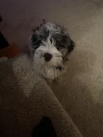 Leo, a male Miniature Bernedoodle for sale in Cleveland, OH – Photo 1 of 7