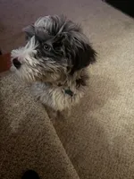 Leo, a male Miniature Bernedoodle for sale in Cleveland, OH – Photo 2 of 7