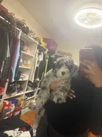 Leo, a male Miniature Bernedoodle for sale in Cleveland, OH – Photo 7 of 7