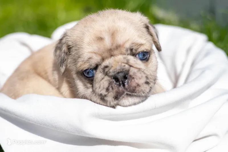 Avery – Pug puppy for sale in Pittsburgh, PA