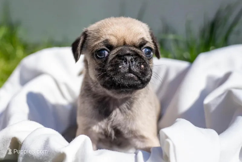 Ginnie – Pug puppy for sale in Pittsburgh, PA