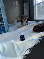 Prince, a male Yorkshire Terrier for sale in Ocoee, FL – 3 of 3
