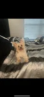 Prince, a male Yorkshire Terrier for sale in Ocoee, FL – 1 of 3