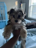 Prince, a male Yorkshire Terrier for sale in Ocoee, FL – 2 of 3