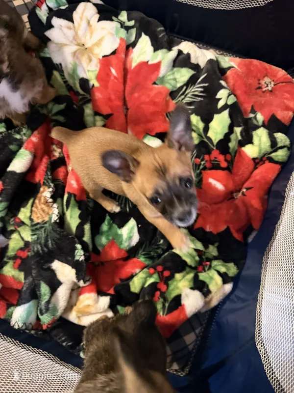 Pups – Chihuahua puppy for sale in Saint Mary, MO