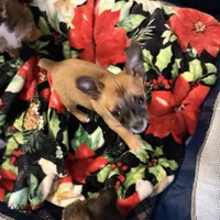 Pups, a male Chihuahua for sale in Saint Mary, MO – 1 of 6