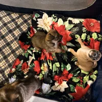 Pups, a male Chihuahua for sale in Saint Mary, MO – 4 of 6