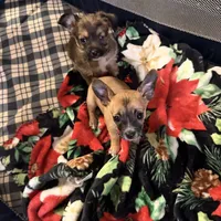 Pups, a male Chihuahua for sale in Saint Mary, MO – 3 of 6