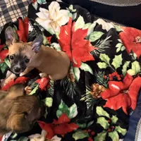 Pups, a male Chihuahua for sale in Saint Mary, MO – 6 of 6
