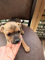 Wilbert, a male Miniature Pinscher for sale in Saint Mary, MO – 2 of 7