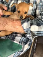Piper, a female Chihuahua for sale in Saint Mary, MO – 2 of 3