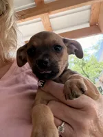 Wilbert, a male Miniature Pinscher for sale in Saint Mary, MO – 6 of 7