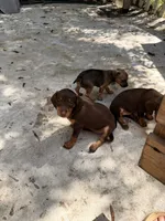 Evelyn, a female Miniature Dachshund for sale in Saint Mary, MO – 4 of 5